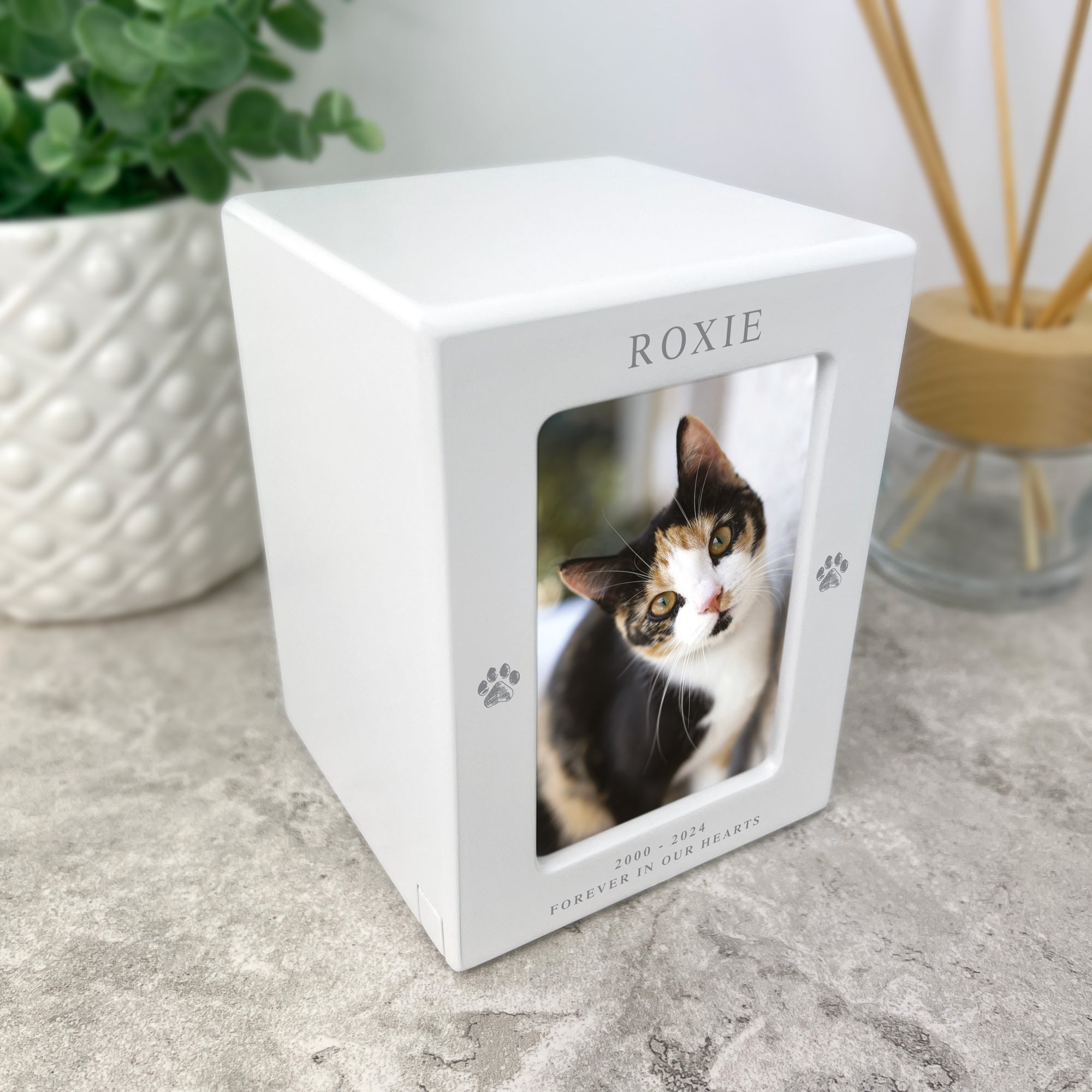 Cat ashes box best sale